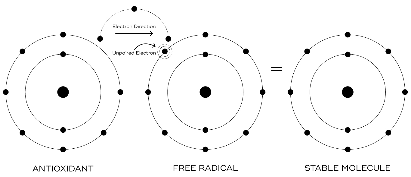 antioxidant and free radicals