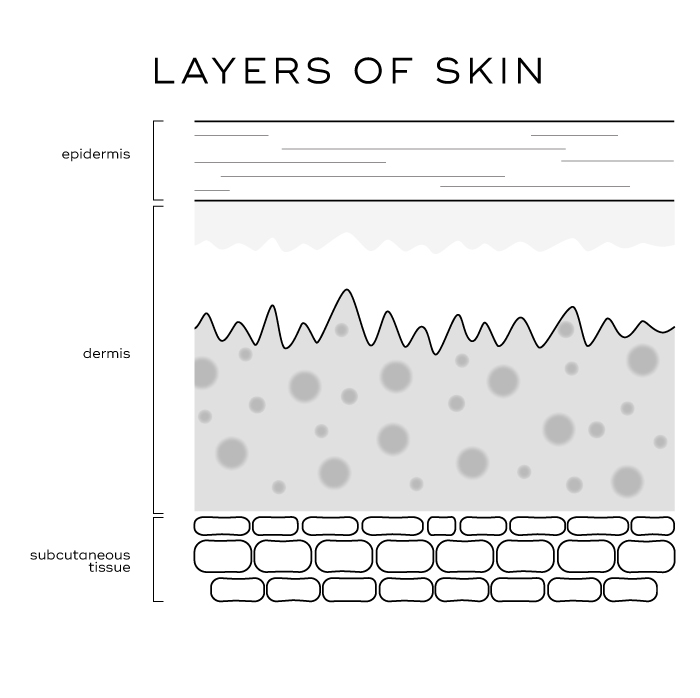 Layers of Skin Diagram